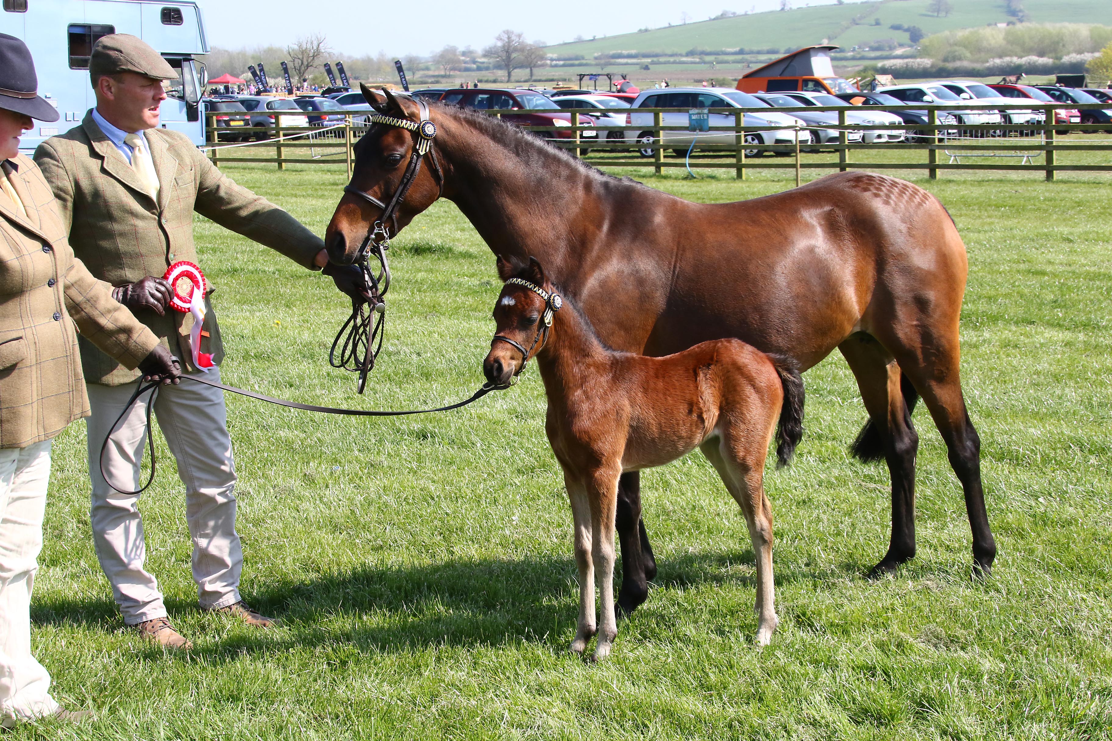 NPS 16th Spring Festival – 8th April 2018 – Vale View Equestrian, Leicestershire