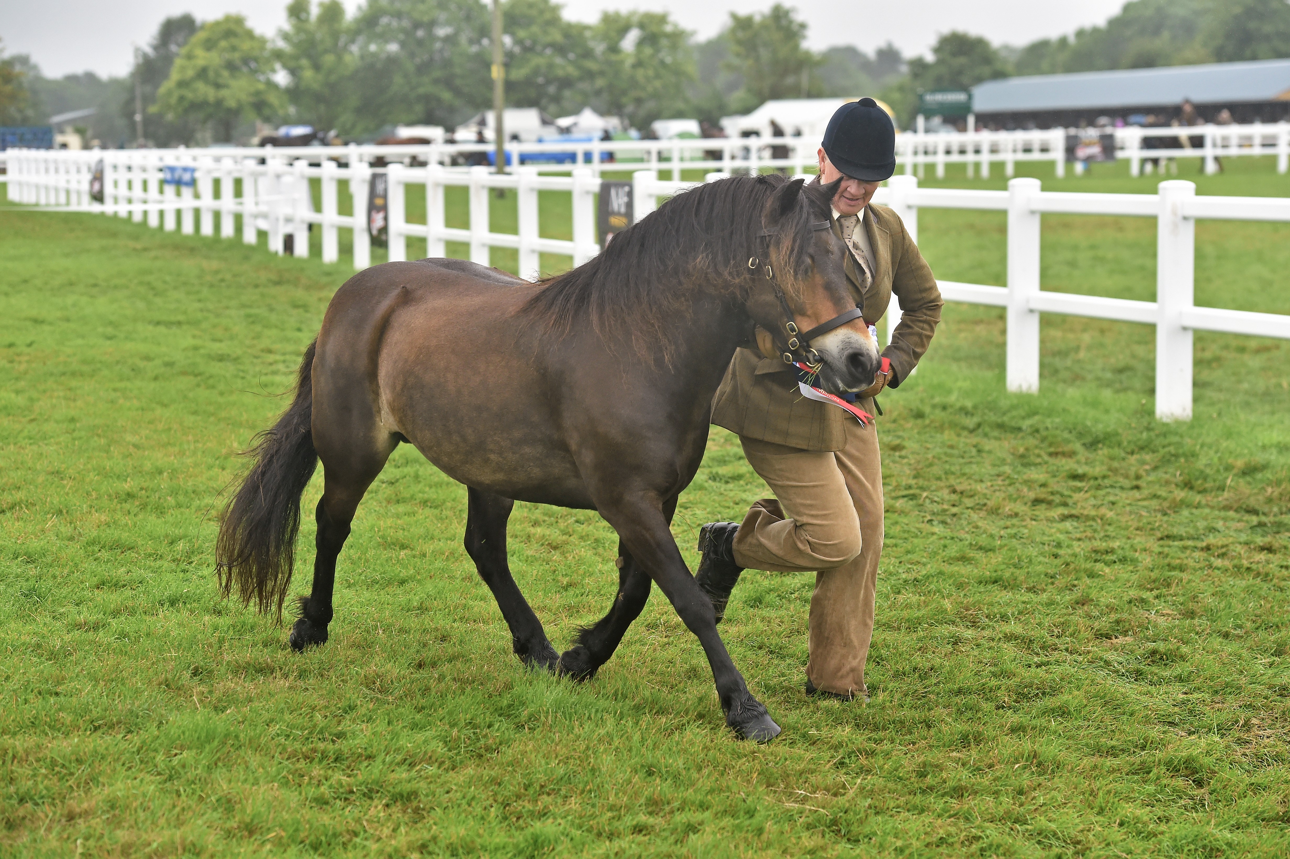 Equine Influenza vaccinations at Summer Champs