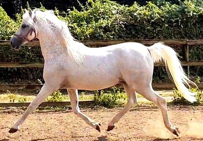 Trelawn Stardust