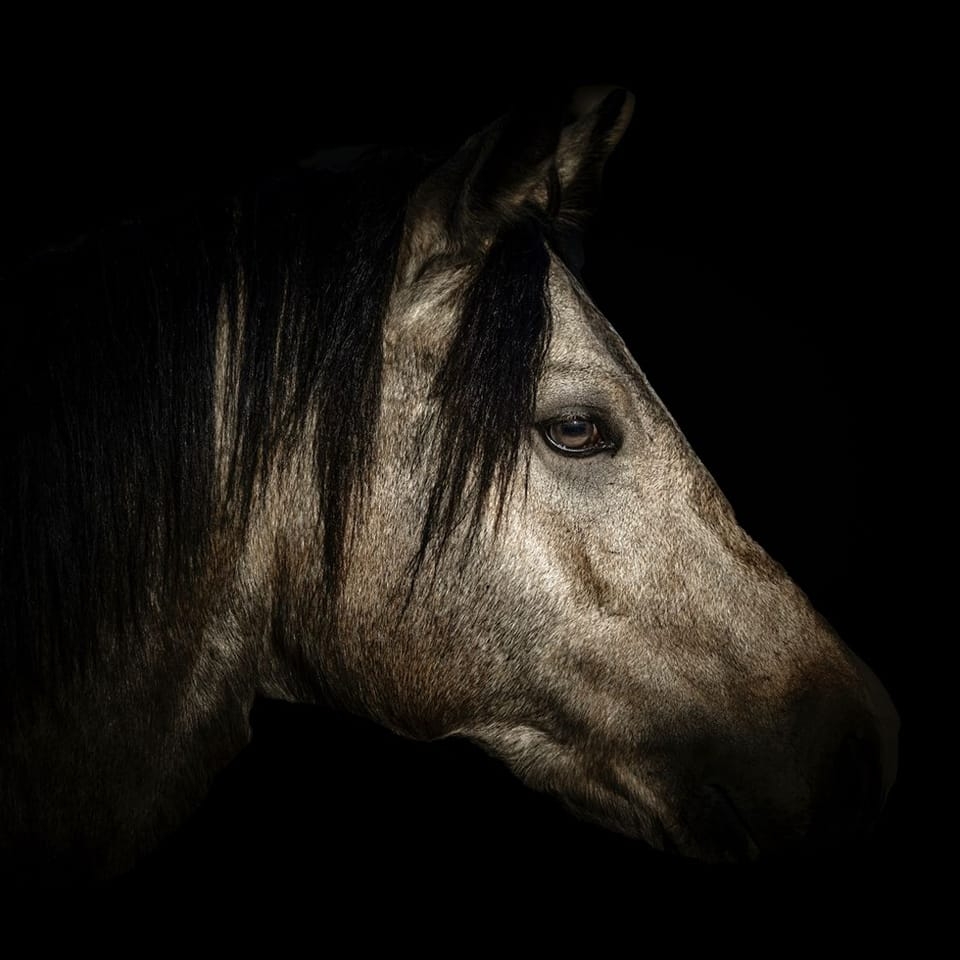 POTTOFIELDS STUD