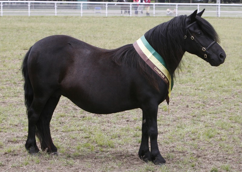 SHARPTOR STUD