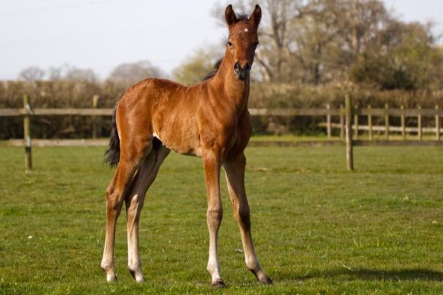 Calling British Riding Pony Breeders!