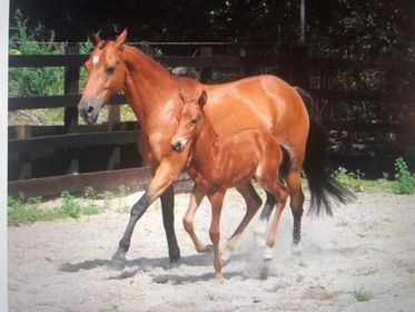 Finkley Whirlwind Fairytale