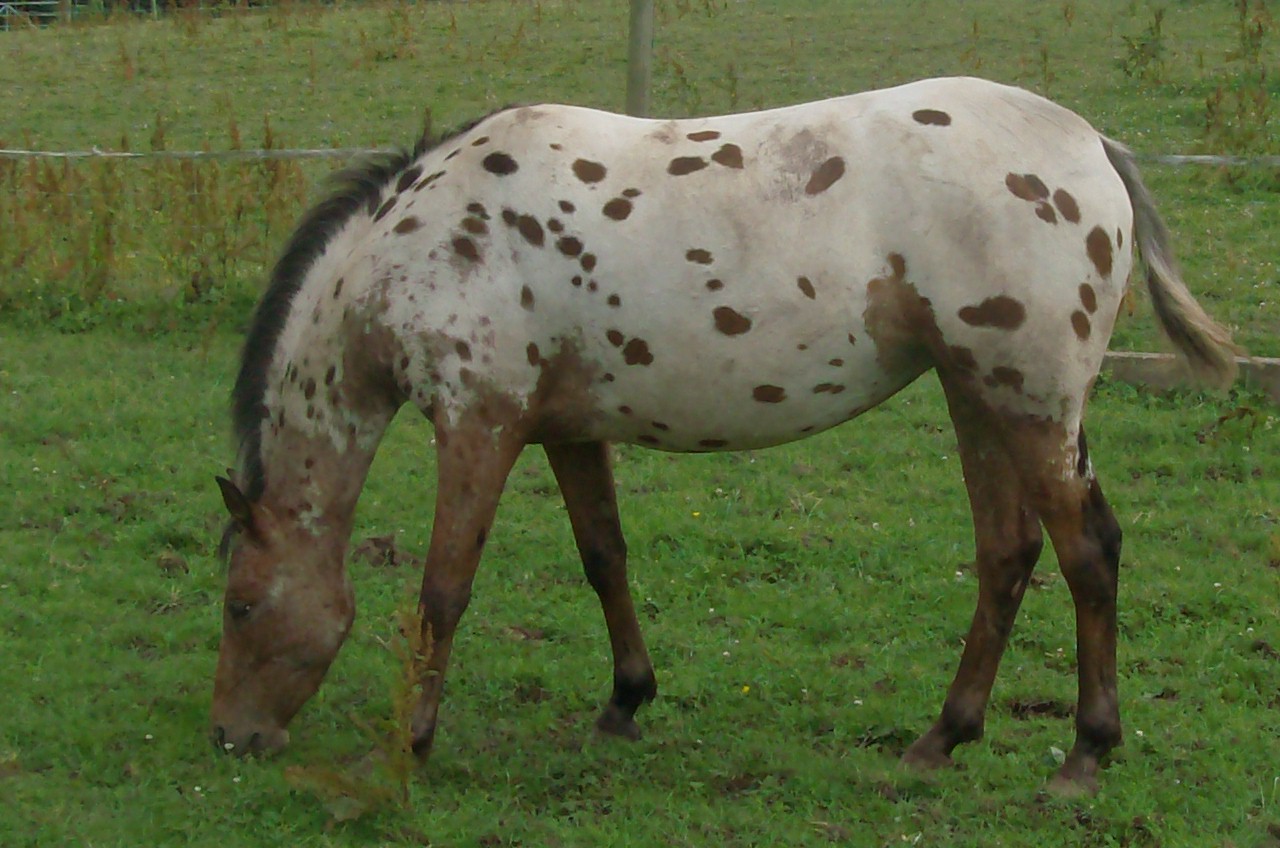 Capitall Nerys