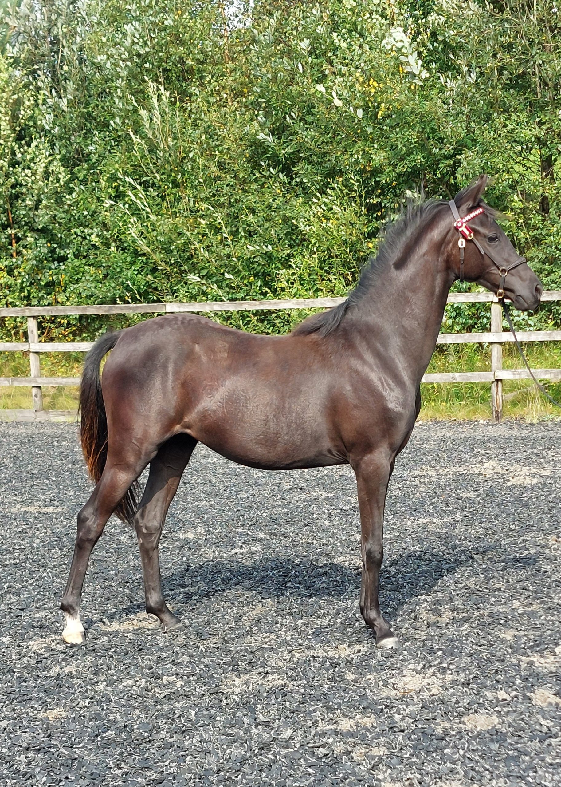 Radford Princess Grace