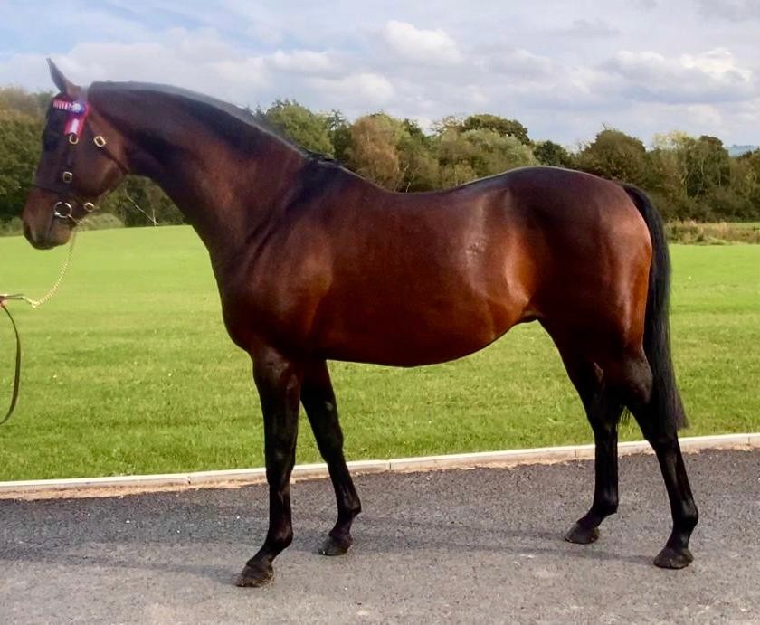 Dowhills Beau Garcon