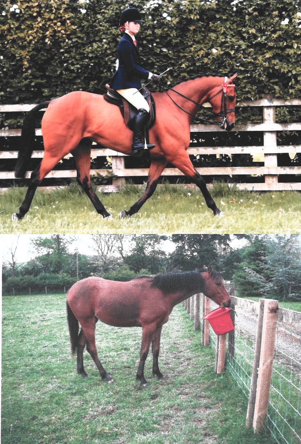 Harelaw Artemis