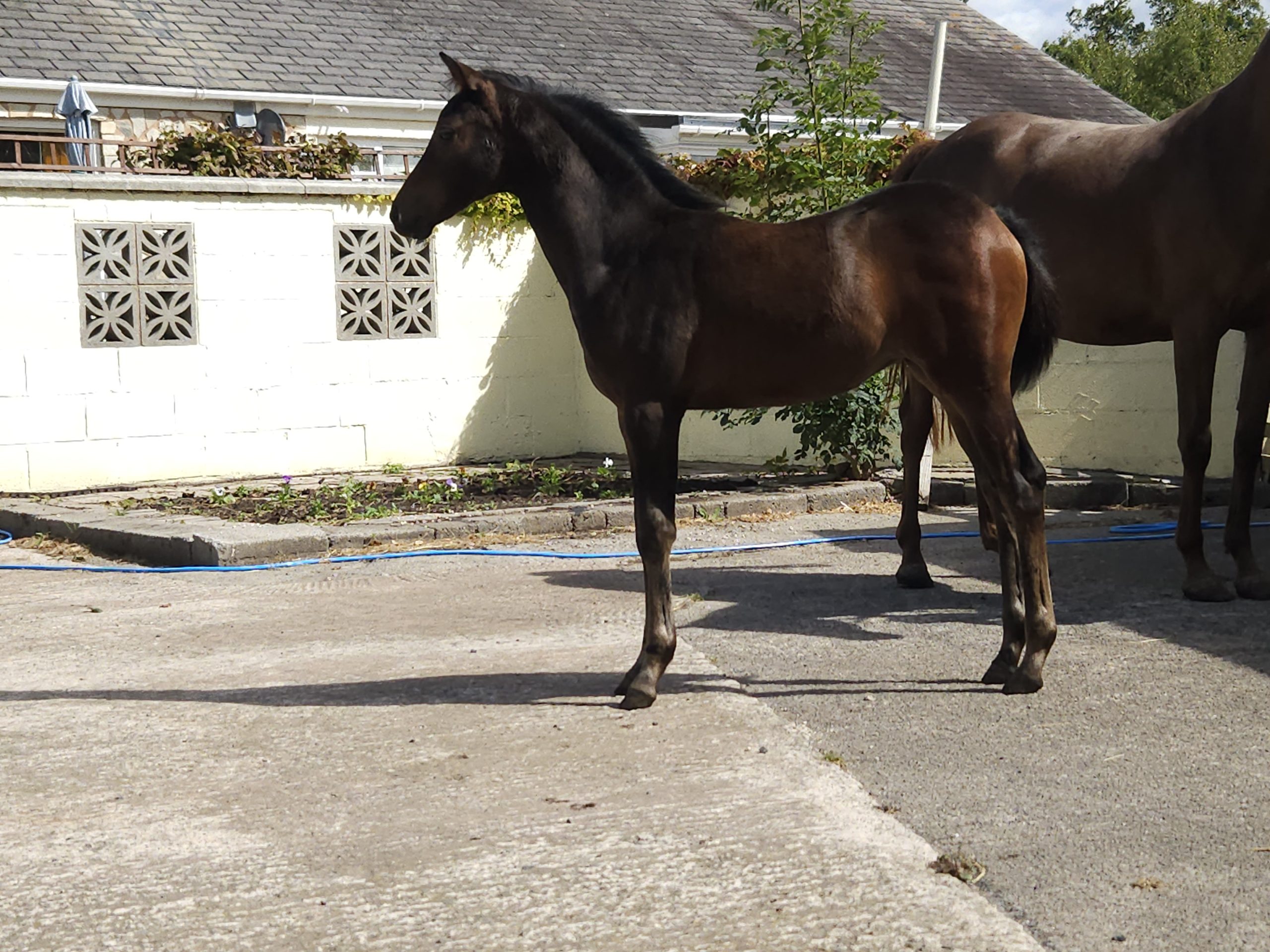 DEEHAVEN BELLE FILLIE